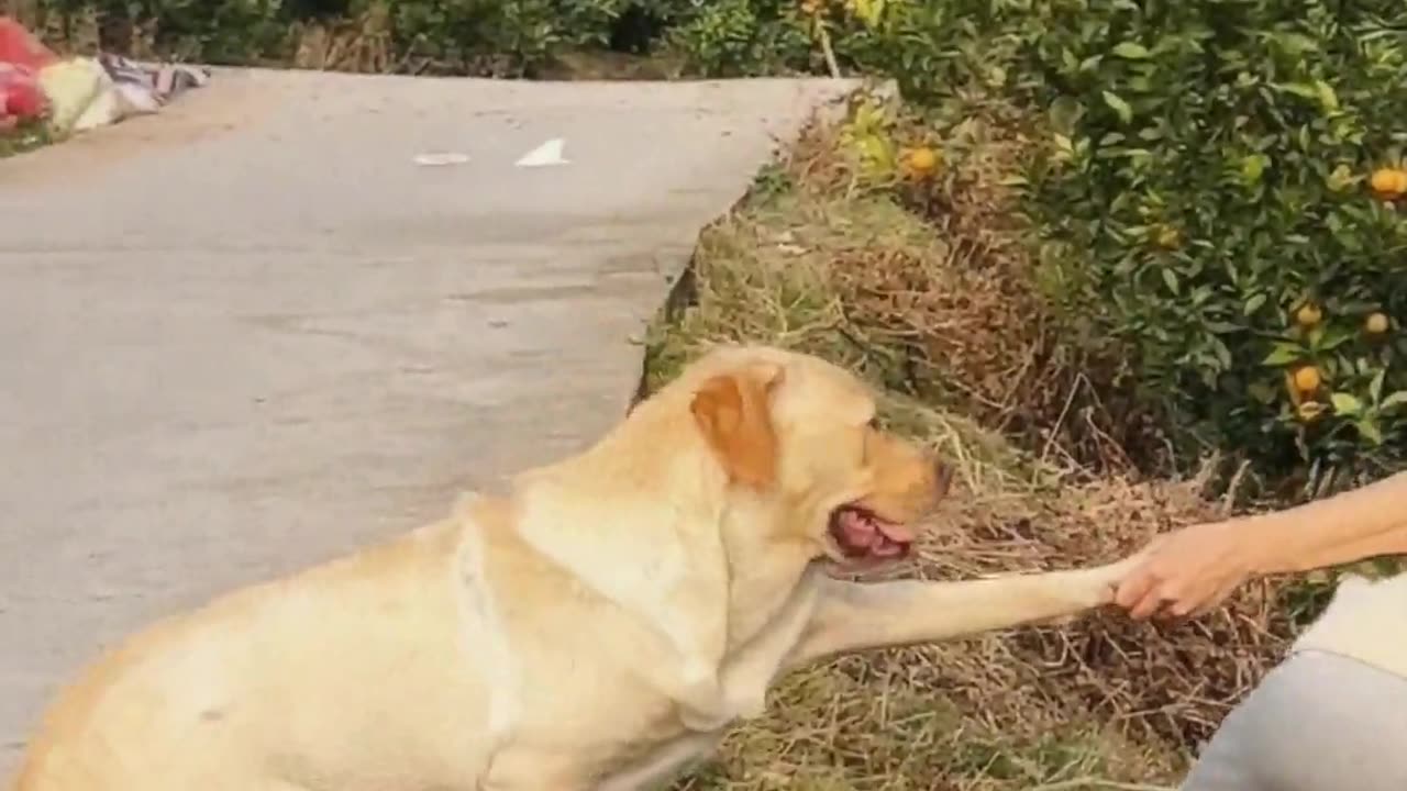 Dog： Do you have to eat this orange？