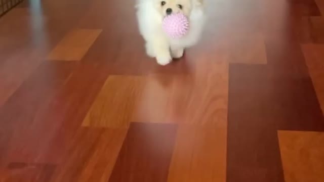 Cute little white dog #shorts