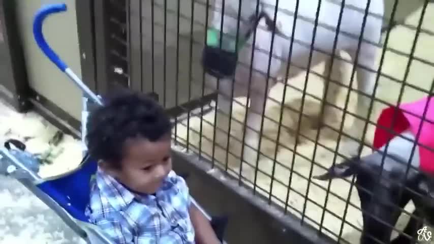 Compilation2021 | Videos and epic moments of pets with a lot of happiness and joy