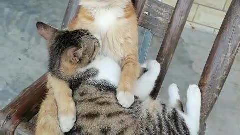 Cat Love