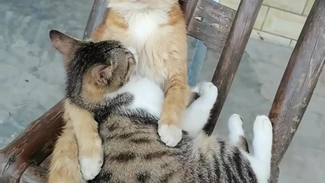 Cat Love