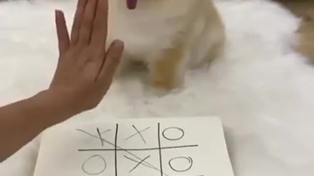 Cute Puppy Playing Tic-Tac-Toe With Owner🤗🤭