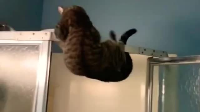 FUNNY CAT MEMES