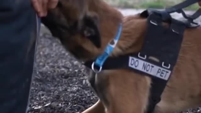 Dog Smart training