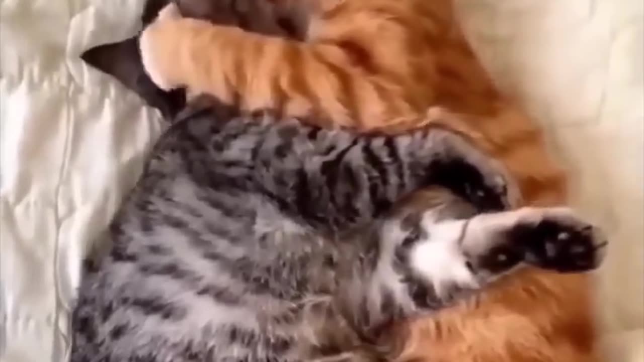 Cats & Dogs (new video)