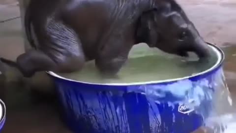 Baby elefante