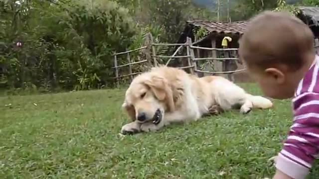 A Golden Retriever, a Baby and a Tennis Ball