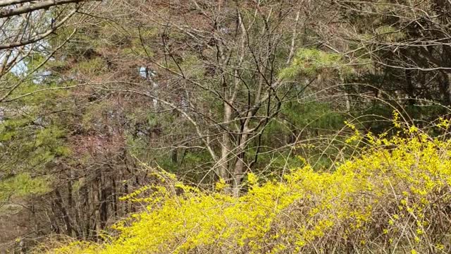 Forsythia in spring