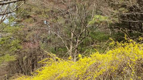 Forsythia in spring