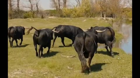 a farm with strong bulls 🐂