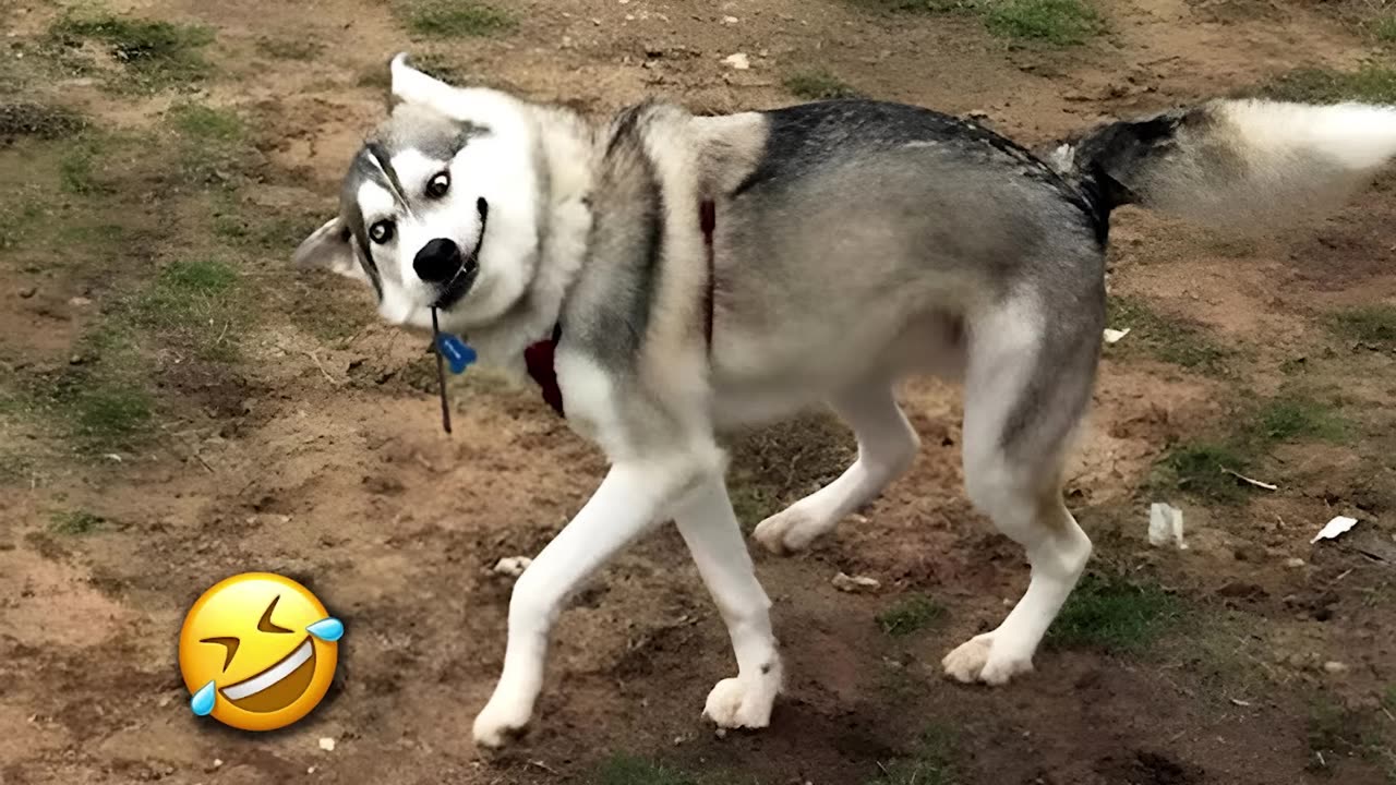 Paws & Laughs: Funniest Dog Fails & Goofy Antics Compilation!