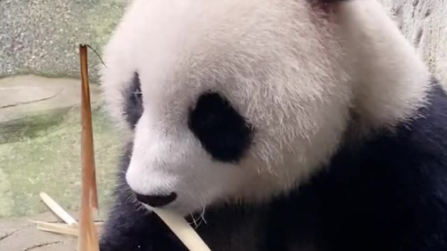 panda