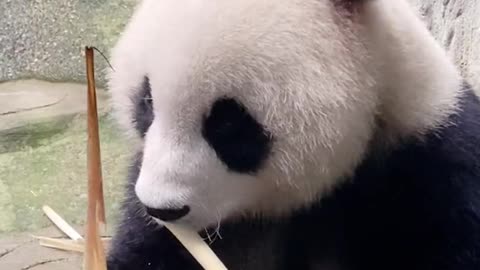 panda