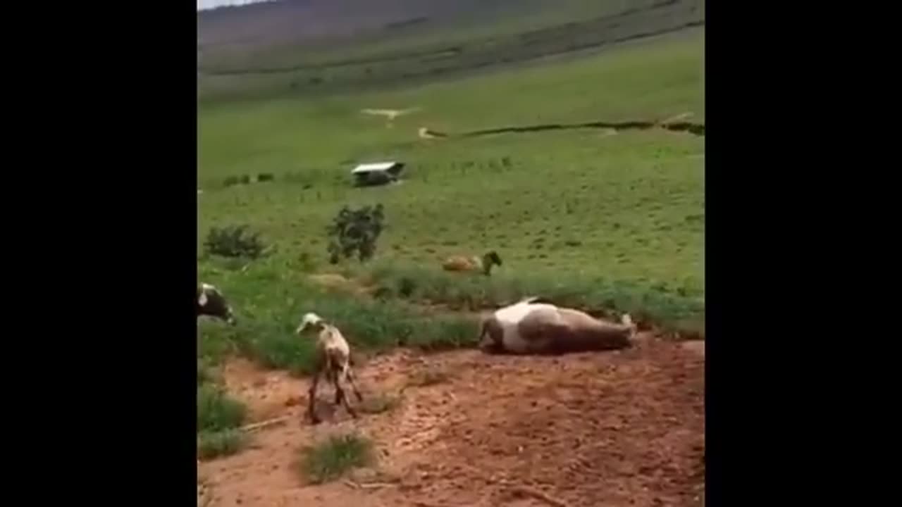 Ngakak Video