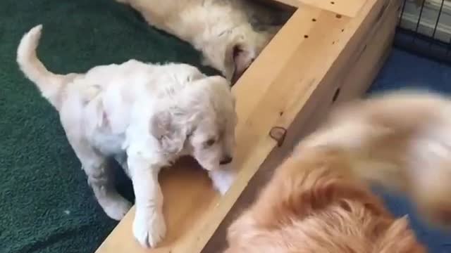 Gold puppy swatted by dog's tail