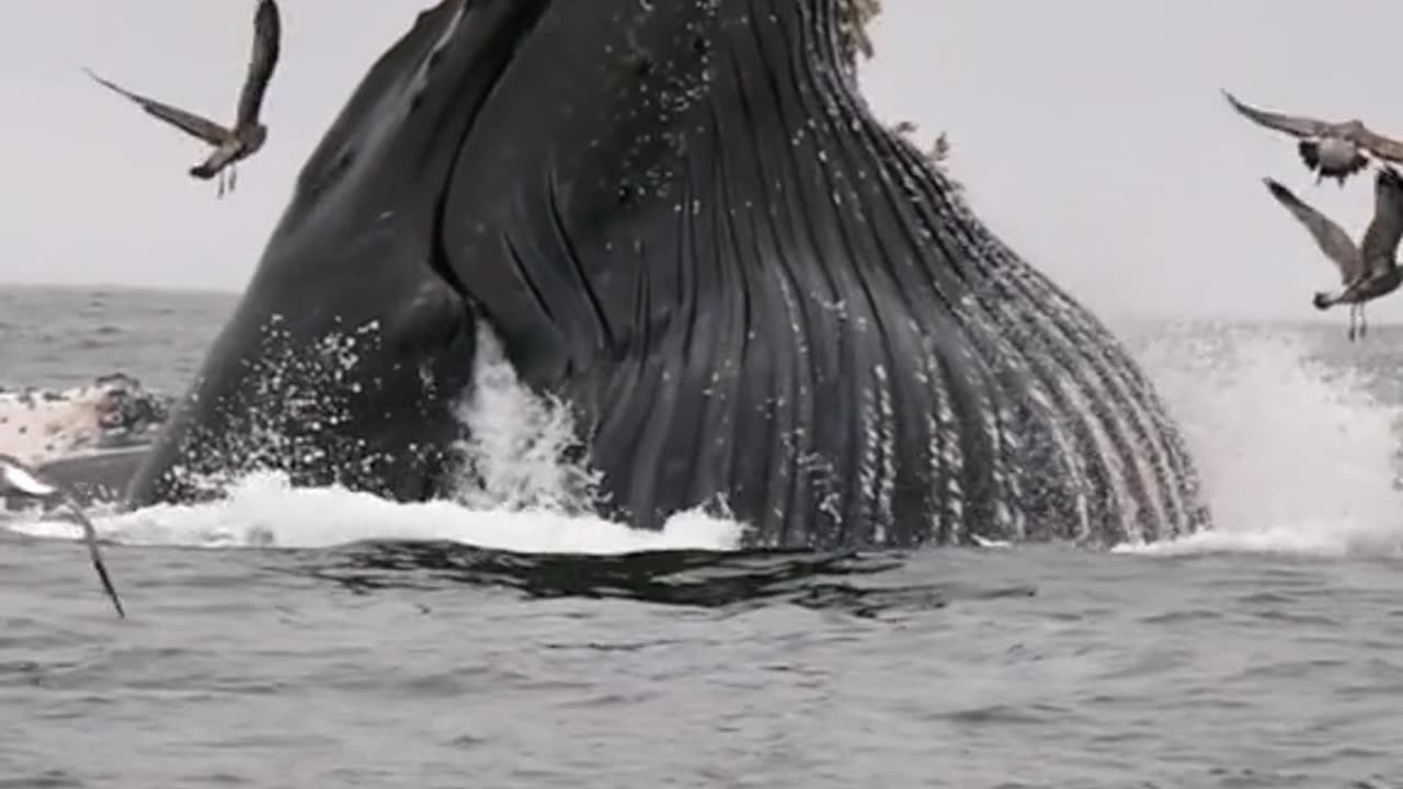 It's always fun when we get to see Humpback whales lunge feeding!