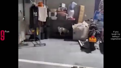 Best Funny videos
