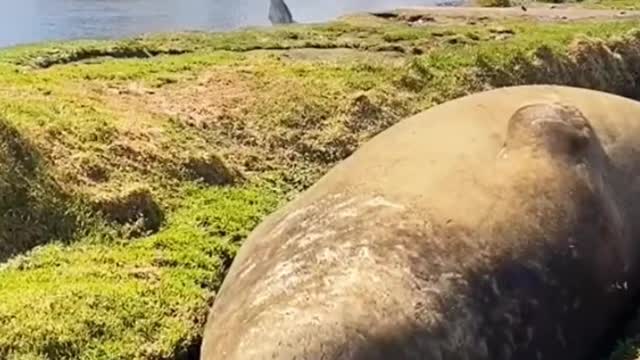 Fat fur seals