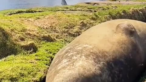 Fat fur seals