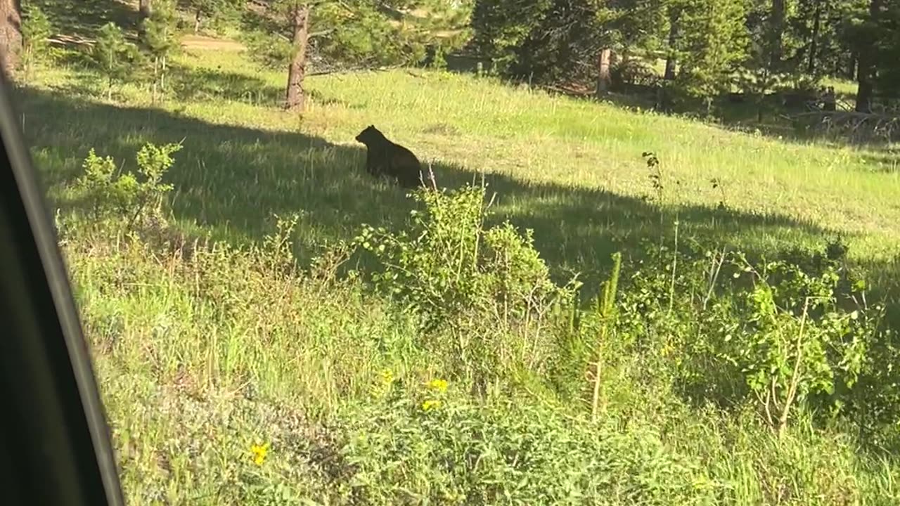 Family Sees Bear Up Close in National Park