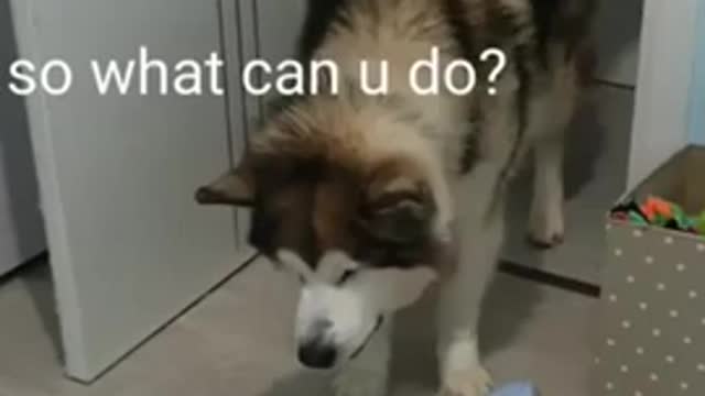 Husky dog's funny talk to a cute baby#shorts