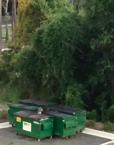 Funny Raccoon Mealtime