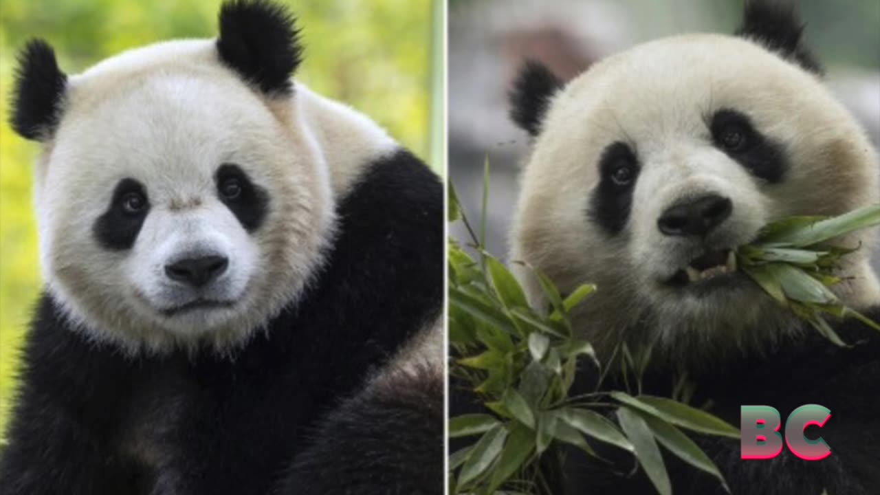 2 giant pandas headed from China to the National Zoo in Washington DC