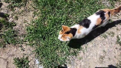 Cute, baby and beautiful kittens. Mother cat eats food.