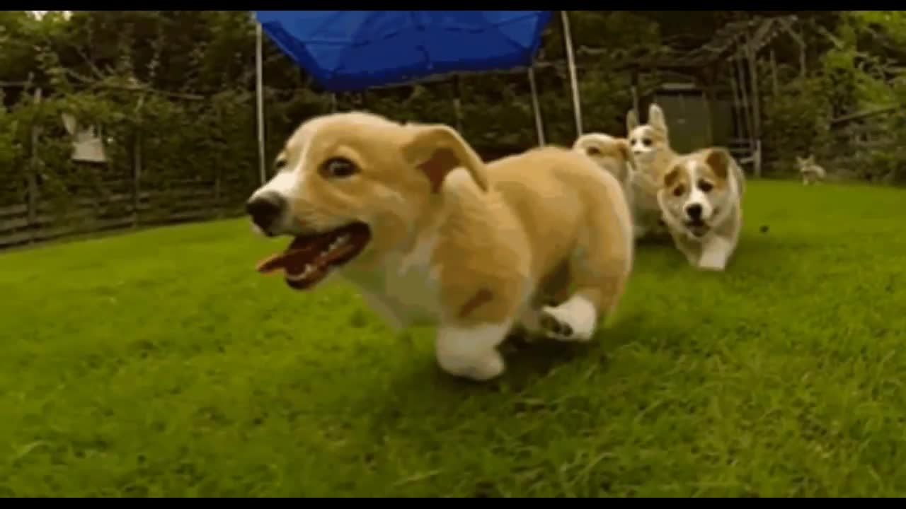 In 30 sec, These Hilarious Slow-Mo Corgi Puppies Will Make You Laugh & Smile!