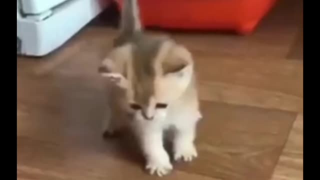 Funniest Animals - Best of the 2022 Funny moments 😂😻