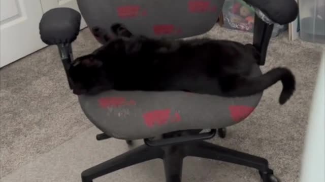 Adopting a Cat from a Shelter Vlog - Precious Piper Doing a Long Kitty on the Office Chair #shorts