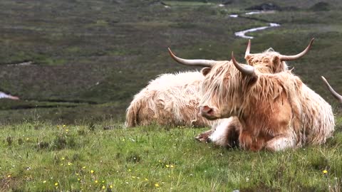 Lovely animals Beautiful and wonderful animals