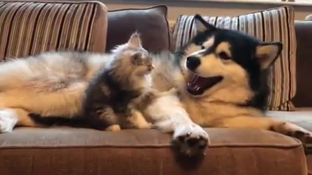 The dog and the cat are on the sofa.