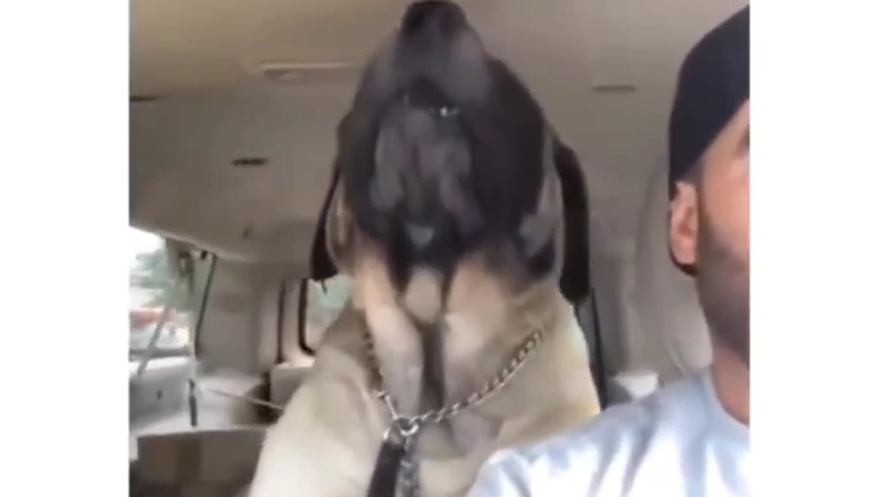 Dog Does Metal Vocals