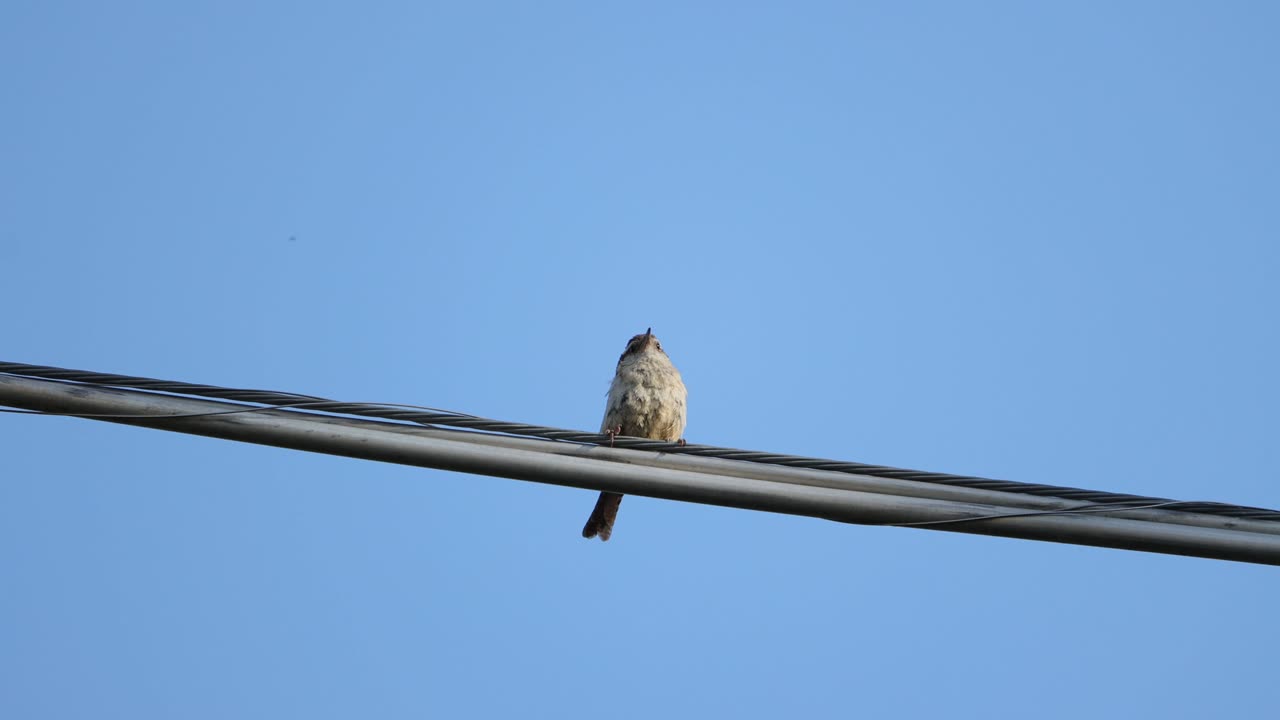 Carolina Wren Bird Call