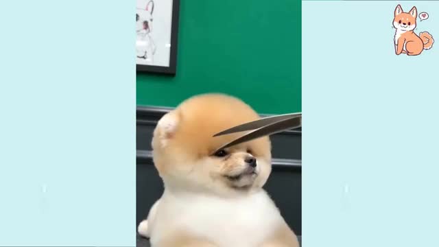 Try Not to Laugh - Puppies Edition #29