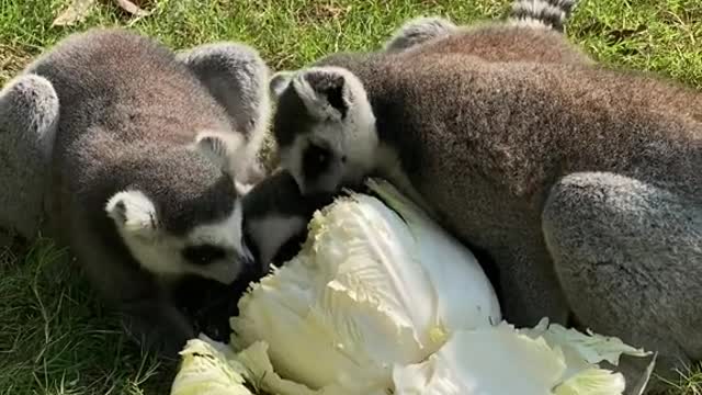 Three cute ring-tailed lemurs