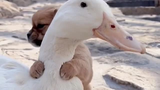 Tik tok :: dog and duck