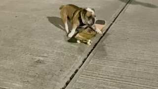 Bulldog is a Skateboarding Champion