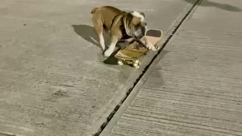 Bulldog is a Skateboarding Champion