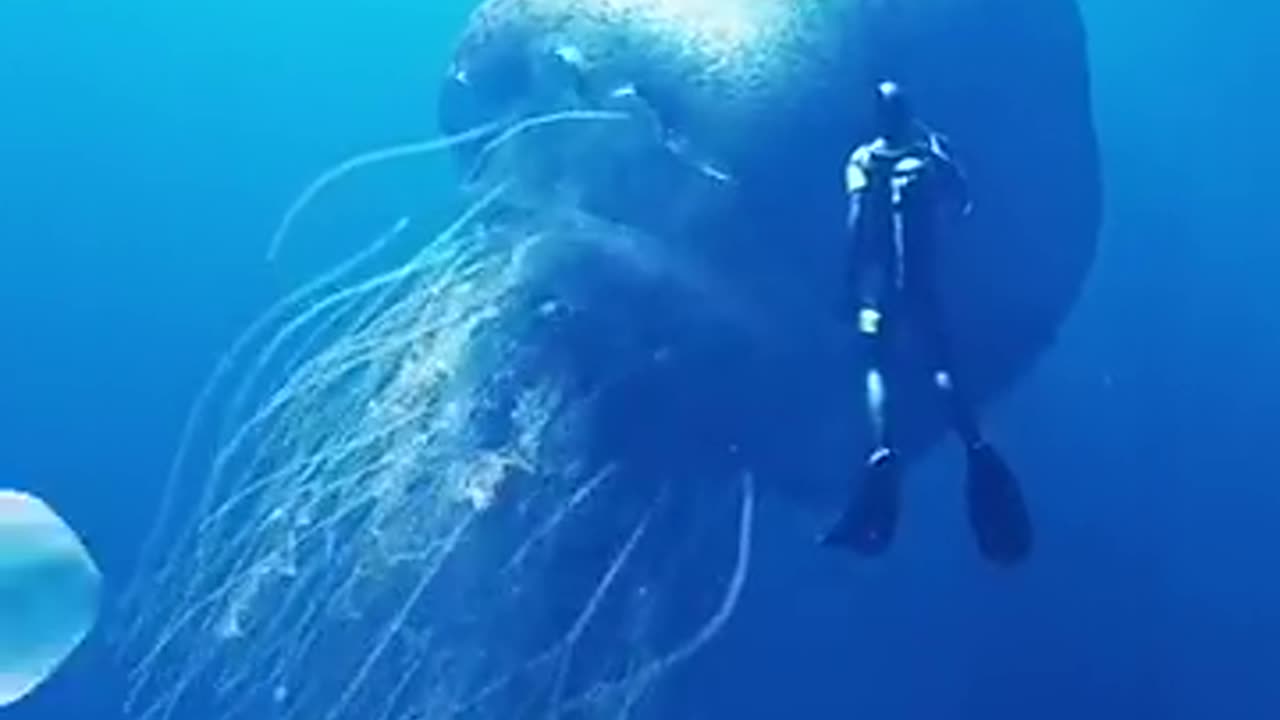 Sea jellyfish