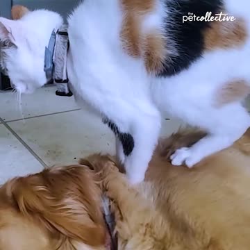 Kind Cat Gives Dog A Massage