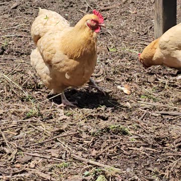 OMC! The sun came out and the girls went into action!