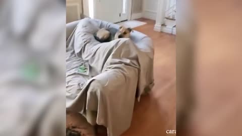 7 MINUTES OF LAUGHTER | BEST JOKES 2021 | ABOUT ANIMALS | FUNNY INSTAGRAM VIDEOS