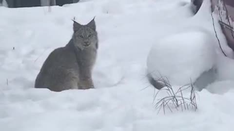 Indifferent Lynx Stare at Woman from Backyard