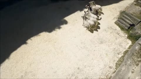 Beautiful Horse compilation