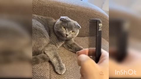Funny Cat playing with her owner |