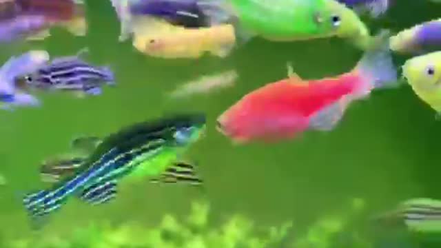 My aquarium is beautiful. lovely fish