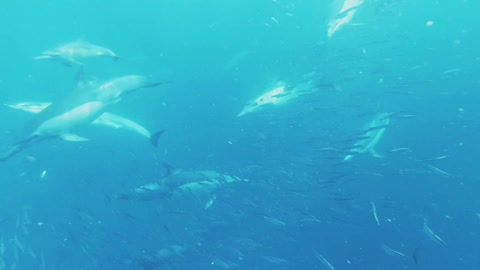 Dolphins hunt for small fish