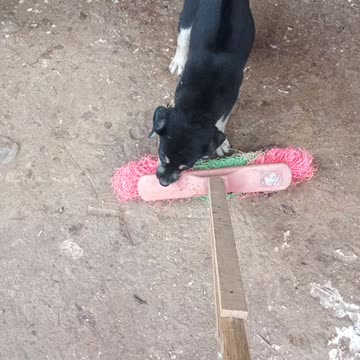 Determined pup does everything possible to get the broom